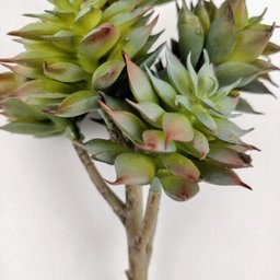 Suculenta Pinha Roxa X7 Planta Artificial Permanente 18cm - 3