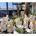 Ver imagem 7 de Presepio Porcelana Moderno Branco Ouro Enfeite De Natal 9pç