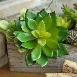 6 suculentas artificiais decorativas plantas em silicone - 2