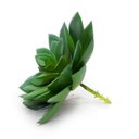 Ver imagem 2 de Kit 4 suculentas bananinha artificiais em silicone decoração