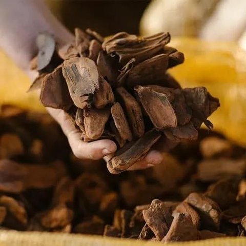 Casca de Pinus Premium Polida Tratada Decoração 1kg