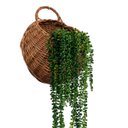 Ver imagem 7 de Kit 5 Suculentas Artificiais Planta Pendente para Decoração 35 Cm