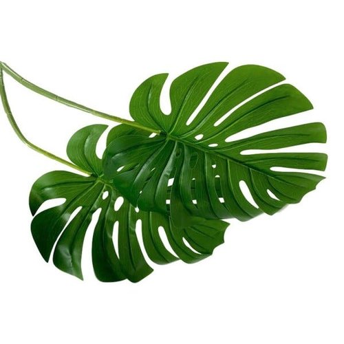 Kit 3 folhas de costela de adão artificial na cor verde revestimento em  silicone | MadeiraMadeira
