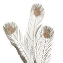 Ver imagem 4 de Galho Pena Pavão Silicone 90cm 90cm