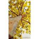 Ver imagem 2 de Planta Artificial Árvore Pessegueiro Amarelo 1,60 metros de altura
