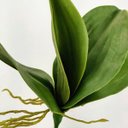 Ver imagem 3 de Folha Orquidea Phalaenopsis Planta Artificial 27cm Perm P