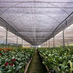 Tela Preta Sombrite Hortas E Estufas Proteção 80% 2x10m - 4