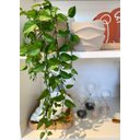 Ver imagem 2 de Folhas Verdes Pendente Jiboia Decorativo Planta Artificial Único