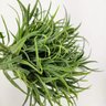 Pick Grama Alfinete Planta Artificial Permanente 20x9cm - 4