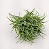 Pick Grama Alfinete Planta Artificial Permanente 20x9cm - 3