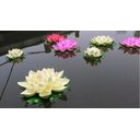 Ver imagem 3 de Kit 36 Flor De Lótus Vitória Régia Flutuante Aquática Tam P