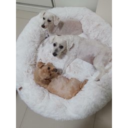 Cama Nuvem para Pets Cachorros e Gatos Luxo G 70x70:Branco com Azul - 10