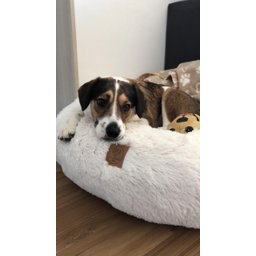 Cama Nuvem para Pets Cachorros e Gatos Luxo G 70x70:Branco com Azul - 7