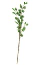 Ver imagem 1 de Planta Artifical Permanente 98cm