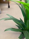 Ver mais imagens de Planta Artificial Dracena Toque Real Premium Decoração 1.40m