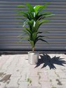 Ver imagem 4 de Planta Artificial Dracena Toque Real Premium Decoração 1.40m