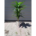 Ver imagem 4 de Planta Artificial Dracena Toque Real Premium Decoração 1.40m