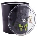 Ver imagem 3 de Tampa de Vaso e Lixeira Decorada Borboleta Preto
