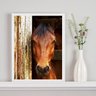 Quadro Decorativo Fotografia Cavalo na Baia 33x24cm - com Vidro:madeira Preta - 1