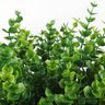 Kit 10 galhos de plantas decorativas eucaliptos artificiais Cor:Verde - 5