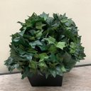 Ver imagem 5 de Kit 5 plantas ornamentais artificiais buque de hera verde Cor:Verde