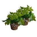 Ver imagem 2 de Kit 5 Plantas Ornamentais Artificiais Buque de Hera Verde Cor:verde