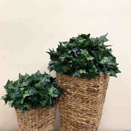 Kit 6 buques folhagens complemento decorativo hera artificial Cor:Verde - 4