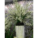 Ver imagem 4 de Kit 4 Galhos de Orquídeas Chuva de Ouro Artificial para Decoração Cor:Branco