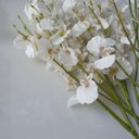 Ver imagem 5 de Kit 6 Galhos de Orquídeas Chuva de Ouro Artificial para Decoração Cor:branco