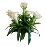Kit com 5 bromelias artificial para enfeites 55 cm realista Cor:Branco - 2