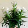 Kit Caixa com 3 flores de bromelia artificial toque real Cor:Branco - 4