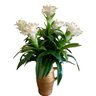 Kit Caixa com 3 flores de bromelia artificial toque real Cor:Branco - 2