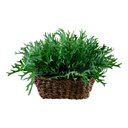Ver imagem 5 de Kit 24 Folhagens Chifre Veado Artificiais Buques Planta Artificial Cor:verde