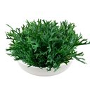 Ver imagem 6 de Kit 20 Folhagens Chifre Veado Artificiais Buques Planta Artificial Cor:verde