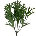 Ver imagem 4 de Kit 15 Buques Folhagens Chifre de Veado Artificial para Decoração Cor:verde