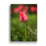 Quadro Floral Tulipa Decorativo 40X60Cm Slim Amadeirada H012 - 3