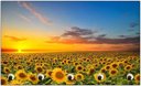 Ver imagem 1 de Porta Chaves Flor Girassol Natureza Paisagens Organizador Chaveiros