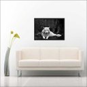 Ver imagem 1 de Quadro Decorativo Animais Lobo Branco Salas Decorações Interiores Com Moldura