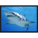 Ver imagem 1 de Quadro Decorativo Animais Tubarão Salas Decorações Interiores Com Moldura