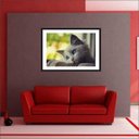 Ver imagem 3 de Quadro Decorativo Animais Gato Pet Shop Salas Decorações Interiores Com Moldura
