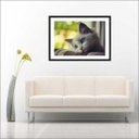 Ver imagem 4 de Quadro Decorativo Animais Gato Pet Shop Salas Decorações Interiores Com Moldura