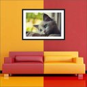 Ver imagem 5 de Quadro Decorativo Animais Gato Pet Shop Salas Decorações Interiores Com Moldura