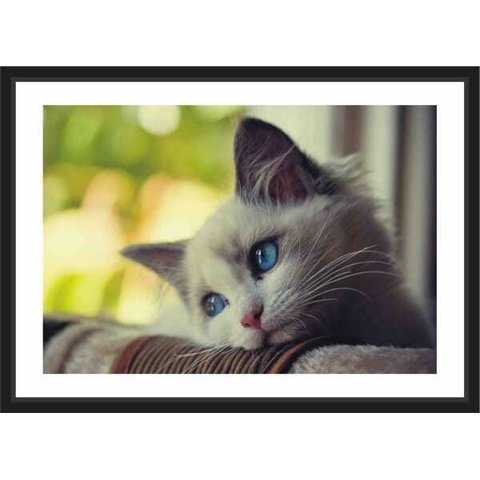 Quadro Decorativo Animais Gato Pet Shop Salas Decorações Interiores Com Moldura