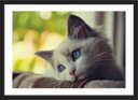 Ver imagem 1 de Quadro Decorativo Animais Gato Pet Shop Salas Decorações Interiores Com Moldura