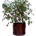 Ver imagem 3 de Balde Amadeirado Rústico de Plantas Casa e Jardim - Decoração Cachepô