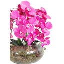 Ver imagem 3 de Arranjos de Flores Artificiais 4 Hastes de Orquideas