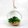 12 Plantas Suculenta Artificial Vaso Acrílico para Pendurar 11cm - 2