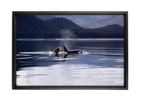 Quadro Orca AFFARI DECOR Moldura Caixa Invertida 40x60 - 1