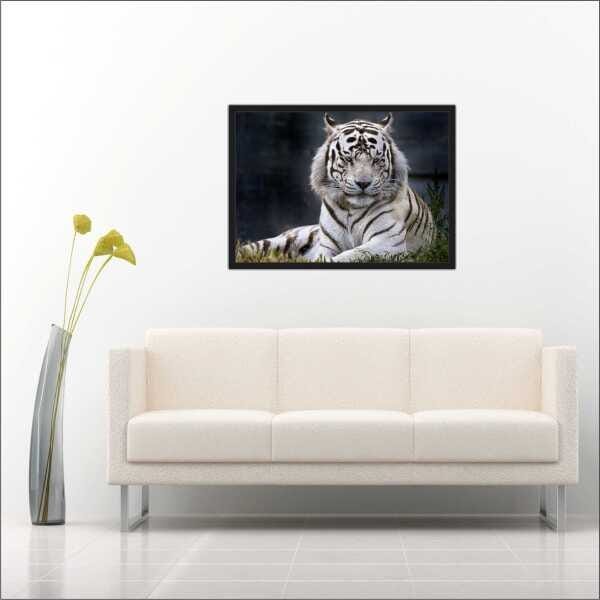 Quadro Animais Tigre Decorar Com Moldura Interiores TT04 - 2