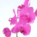 Ver imagem 2 de Arranjo de Orquídea Pink em Aquário Espelhado Íris
